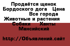 Продаётся щенок Бордоского дога › Цена ­ 37 000 - Все города Животные и растения » Собаки   . Ханты-Мансийский